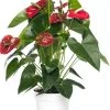 Flamingoplant (Anthurium Andreanum 'Red Champion') D 17 H 55 Cm