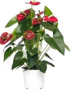 Flamingoplant (Anthurium Andreanum 'Red Champion') D 17 H 55 Cm