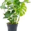 Gatenplant (Monstera Deliciosa) D 27 H 80 Cm