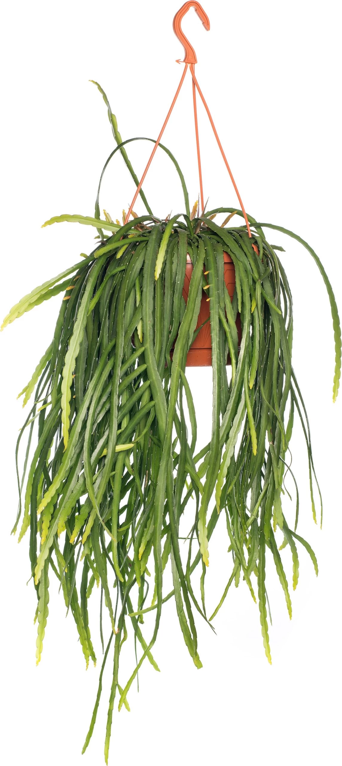 Rotskoraal (Rhipsalis Neves-armondii) D 25 H 50 Cm 1 Rotskoraal (Rhipsalis Neves-armondii) D 25 H 50 Cm
