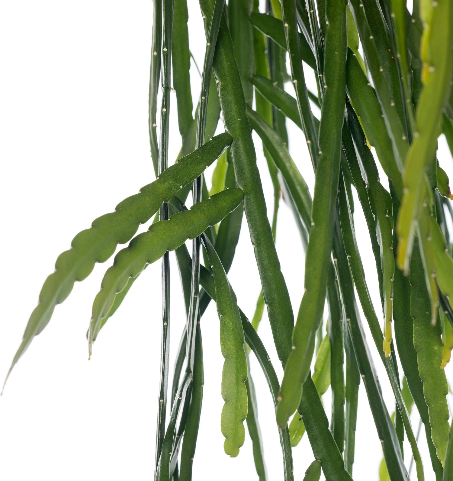 Rotskoraal (Rhipsalis Neves-armondii) D 25 H 50 Cm 2 Rotskoraal (Rhipsalis Neves-armondii) D 25 H 50 Cm - Afbeelding 2