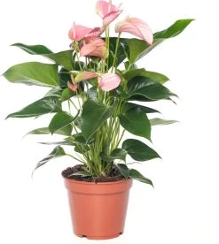 Flamingoplant (Anthurium Andreanum 'Joli') D 17 H 45 Cm