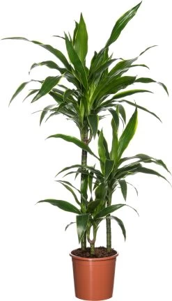 Drakenbloedboom (Dracaena Fragrans 'Art') D 21 H 120 Cm