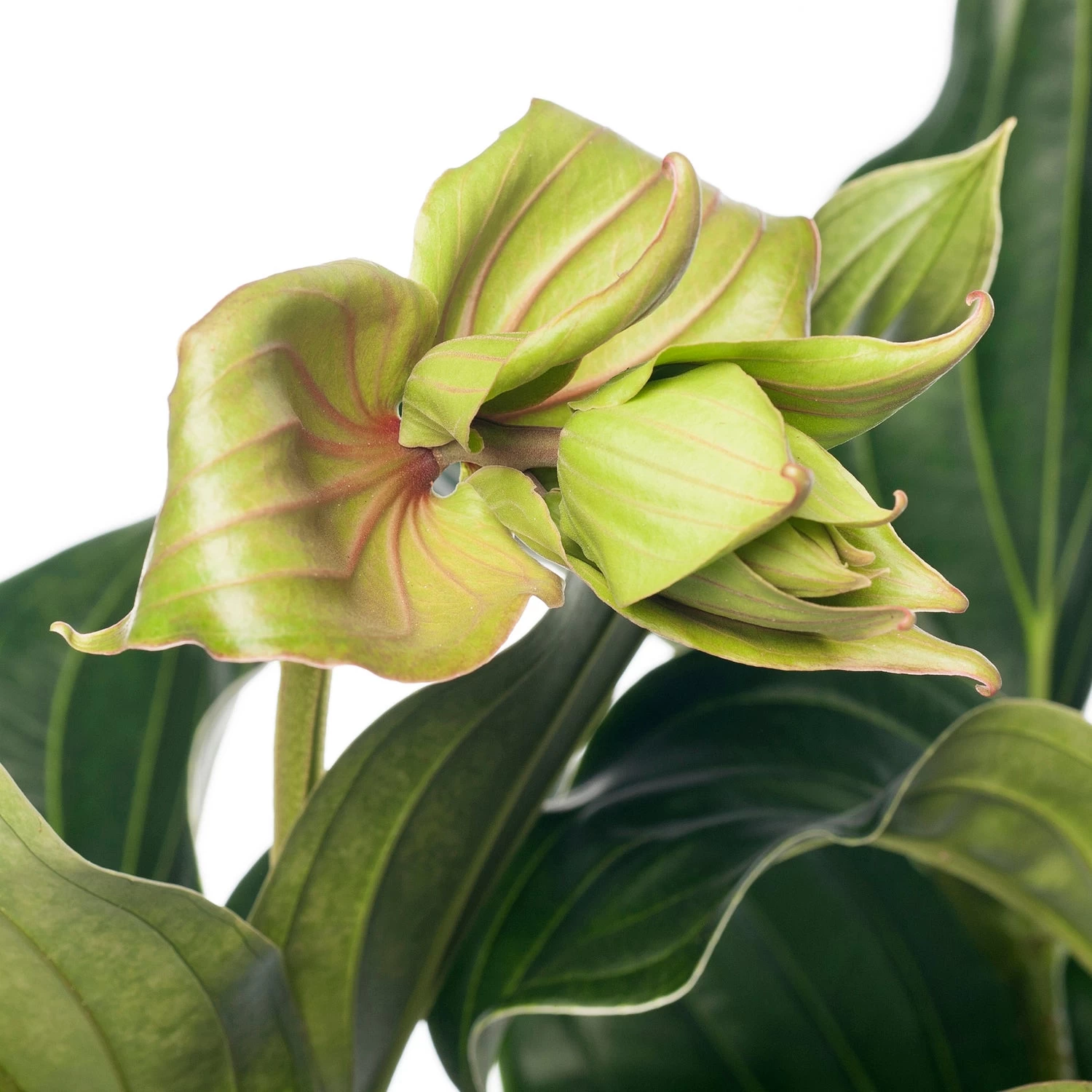 Medinilla (Medinilla Magnifica 'J'adore Dolce Vita') D 17 H 50 Cm 2 Medinilla (Medinilla Magnifica 'J'adore Dolce Vita') D 17 H 50 Cm - Afbeelding 2