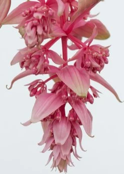Medinilla (Medinilla Magnifica 'J'adore Dolce Vita') D 17 H 50 Cm 5 Medinilla (Medinilla Magnifica 'J'adore Dolce Vita') D 17 H 50 Cm -Kortingswinkel Voor Kamerplanten 8717263127154 2