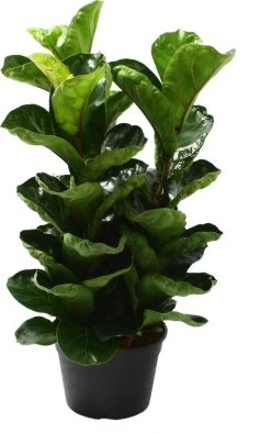Vioolbladplant (Ficus Lyrata 'Bambino') D 20 H 50 Cm