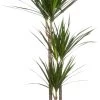 Drakenbloedboom (Dracaena Marginata) D 21 H 120 Cm
