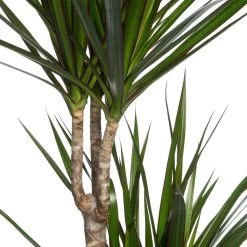 Drakenbloedboom (Dracaena Marginata) D 21 H 120 Cm 5 Drakenbloedboom (Dracaena Marginata) D 21 H 120 Cm -Kortingswinkel Voor Kamerplanten 8717263129042 2