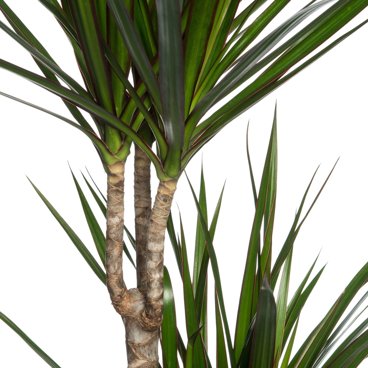 Drakenbloedboom (Dracaena Marginata) D 21 H 120 Cm 3 Drakenbloedboom (Dracaena Marginata) D 21 H 120 Cm - Afbeelding 3