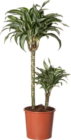 Drakenbloedboom (Dracaena Fragrans 'Jade Jewel') D 19 H 75 Cm