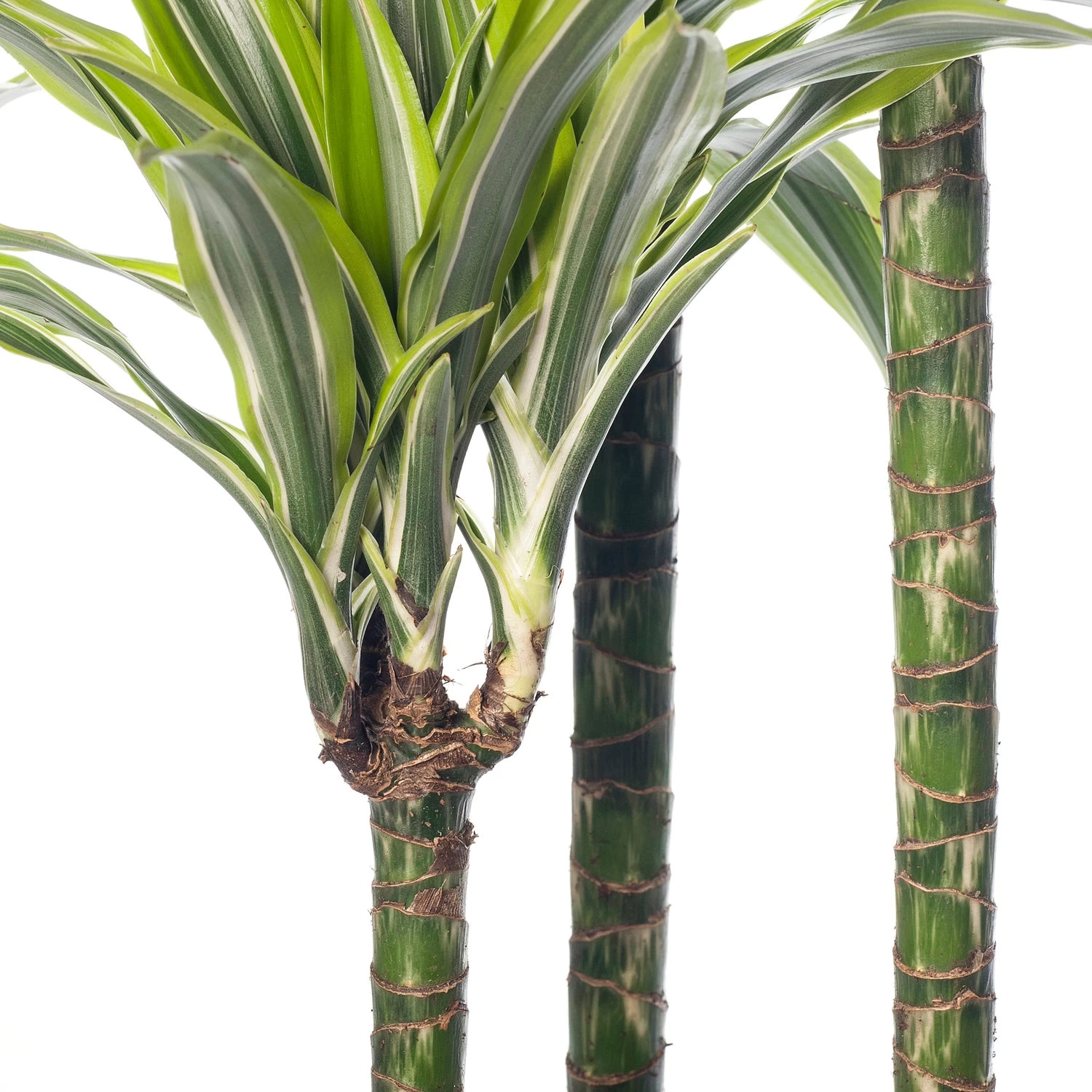 Drakenbloedboom (Dracaena Fragrans (D) 'Lemon Lime') D 24 H 140 Cm 2 Drakenbloedboom (Dracaena Fragrans (D) 'Lemon Lime') D 24 H 140 Cm - Afbeelding 2