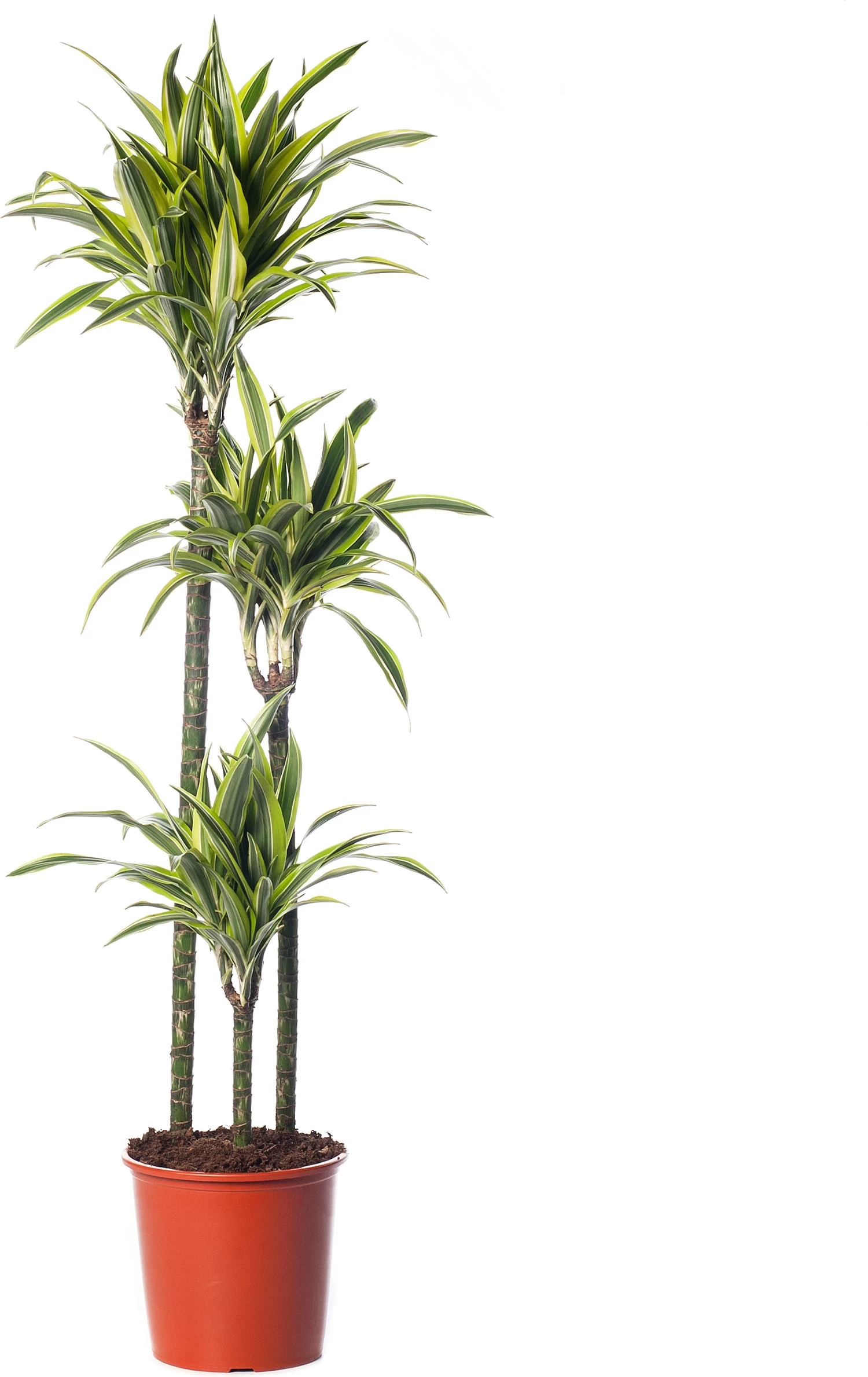 Drakenbloedboom (Dracaena Fragrans (D) 'Lemon Lime') D 24 H 140 Cm 1 Drakenbloedboom (Dracaena Fragrans (D) 'Lemon Lime') D 24 H 140 Cm