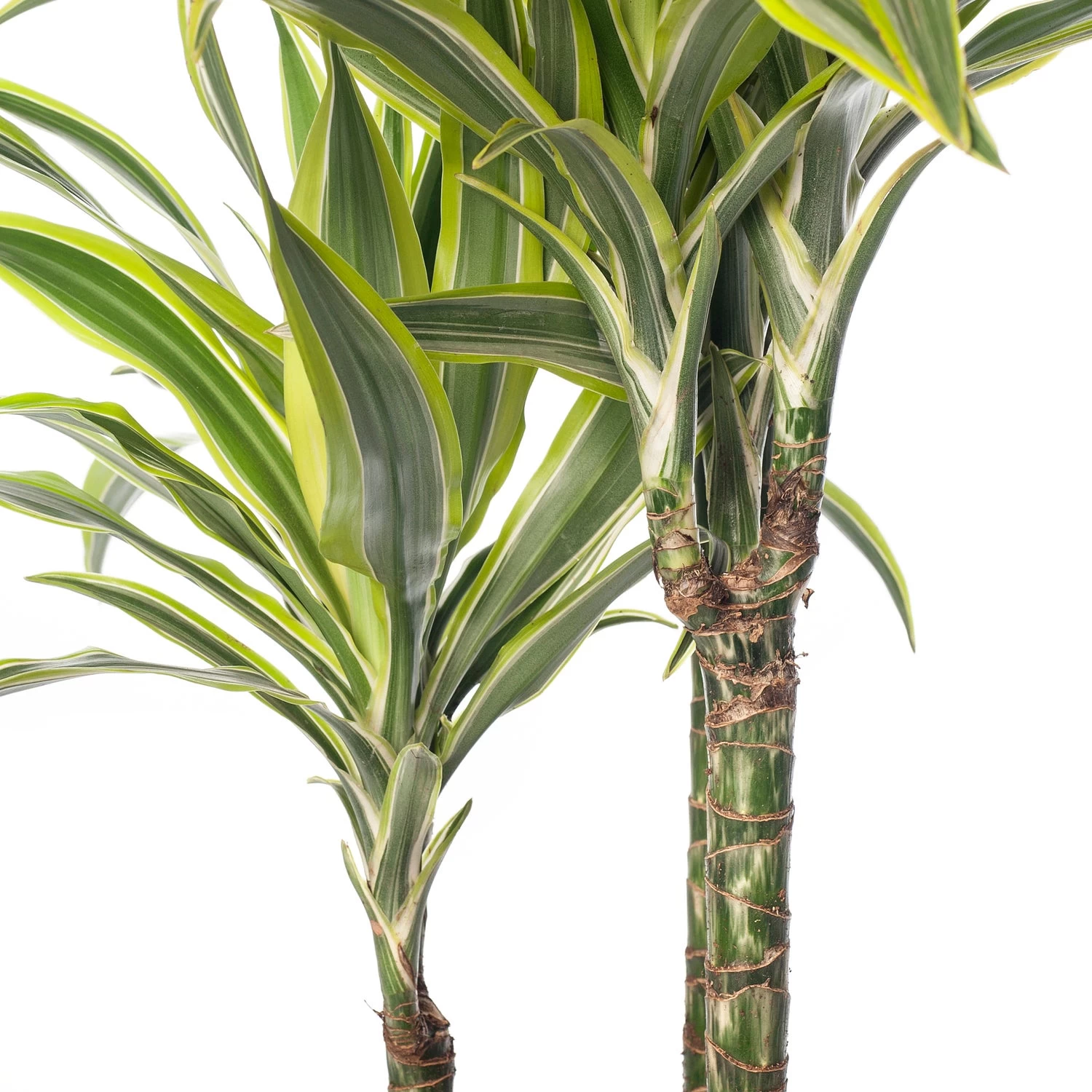 Drakenbloedboom (Dracaena Fragrans (D) 'Lemon Lime') D 21 H 110 Cm 2 Drakenbloedboom (Dracaena Fragrans (D) 'Lemon Lime') D 21 H 110 Cm - Afbeelding 2