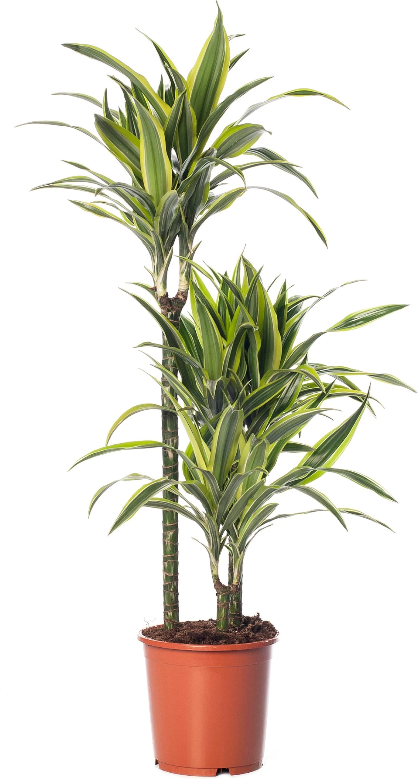 Drakenbloedboom (Dracaena Fragrans (D) 'Lemon Lime') D 21 H 110 Cm 1 Drakenbloedboom (Dracaena Fragrans (D) 'Lemon Lime') D 21 H 110 Cm