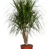 Drakenbloedboom (Dracaena Marginata) D 27 Cm