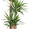 Yucca (Yucca Elephantipes) D 27 H 130 Cm