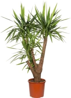 Yucca (Yucca Elephantipes) D 32 H 140 Cm