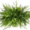 Krulvaren (Nephrolepis Exaltata 'Green Lady') D 19 H 50 Cm