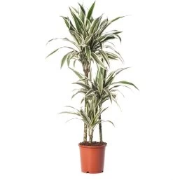Drakenbloedboom (Dracaena Fragrans (D) 'White Stripe') D 21 H 120 Cm