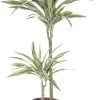 Drakenbloedboom (Dracaena Fragrans 'White Stripe') D 19 H 100 Cm