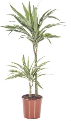 Drakenbloedboom (Dracaena Fragrans 'White Stripe') D 19 H 100 Cm