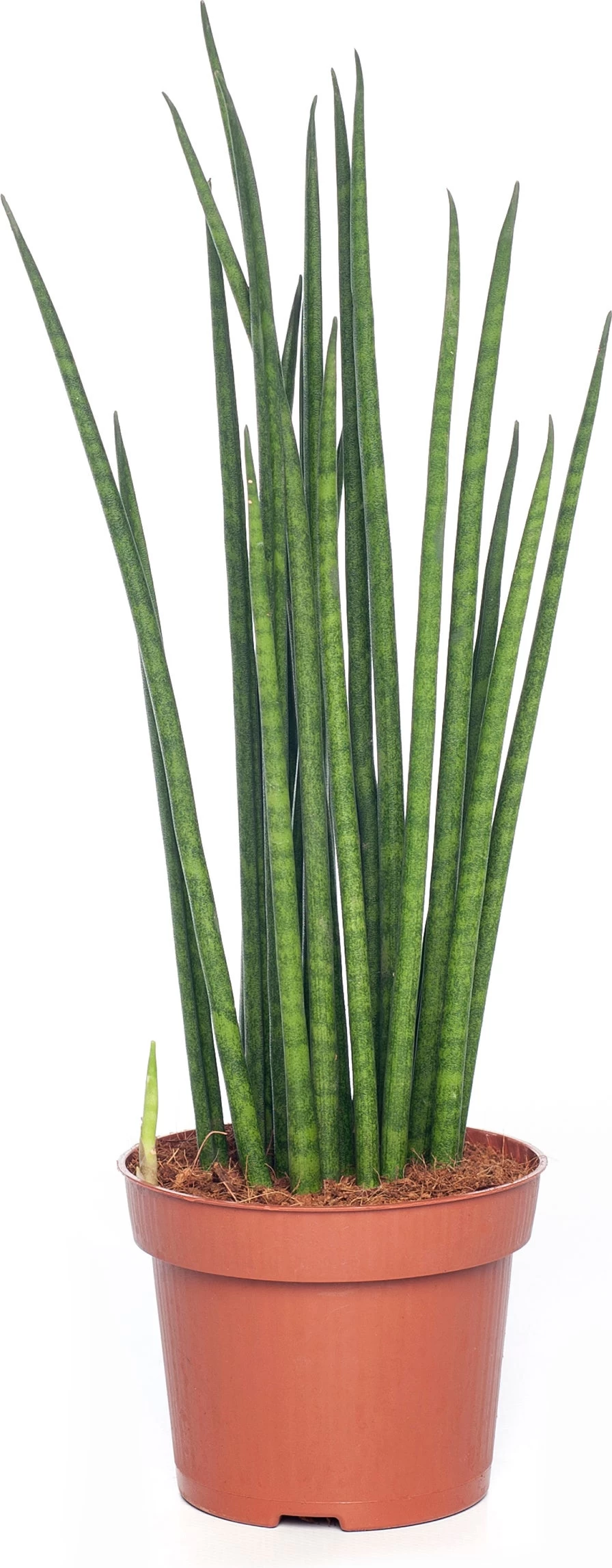 Vrouwentong (Sansevieria Bacularis 'Mikado') D 12 H 40 Cm 1 Vrouwentong (Sansevieria Bacularis 'Mikado') D 12 H 40 Cm