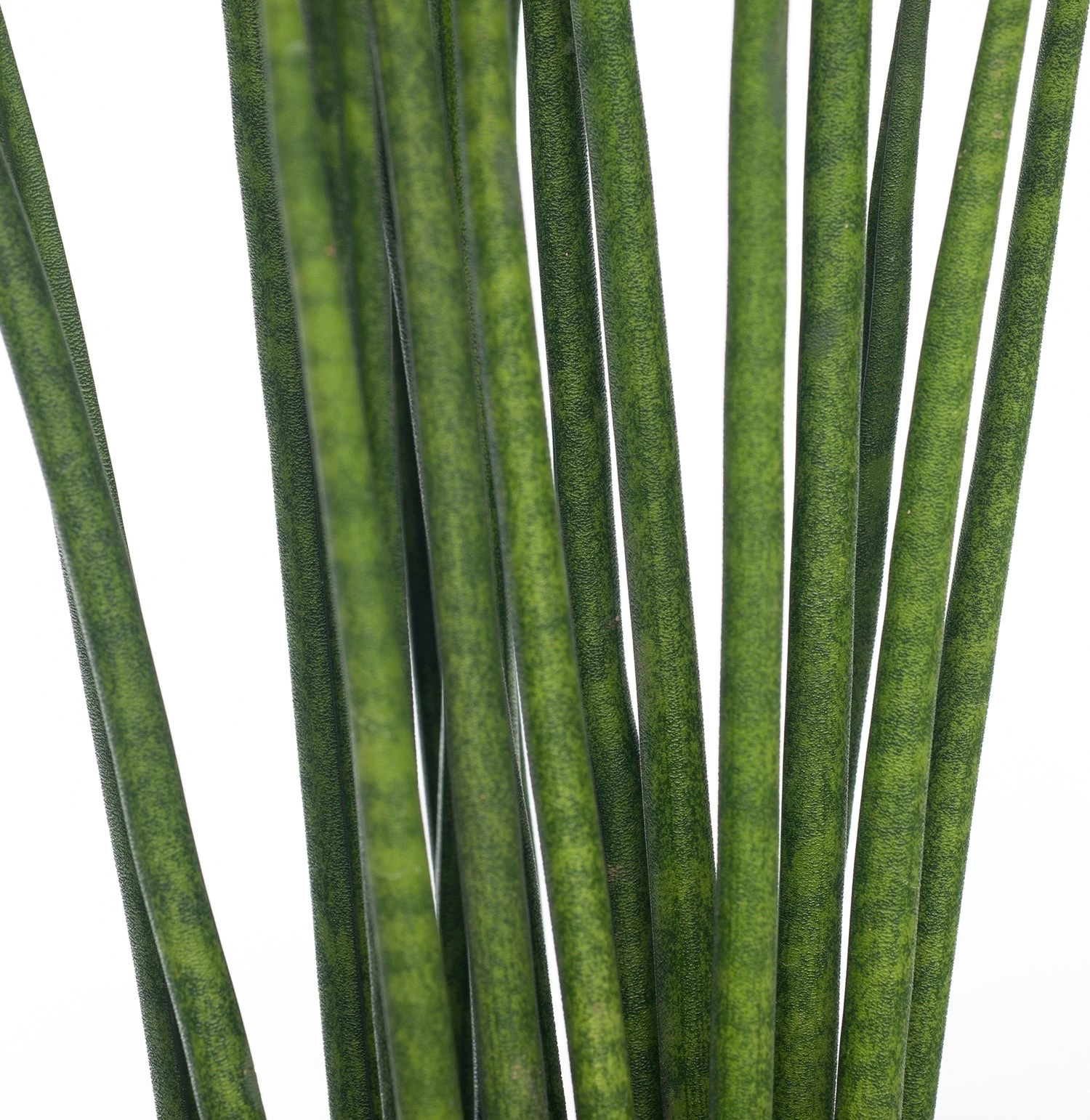 Vrouwentong (Sansevieria Bacularis 'Mikado') D 12 H 40 Cm 2 Vrouwentong (Sansevieria Bacularis 'Mikado') D 12 H 40 Cm - Afbeelding 2