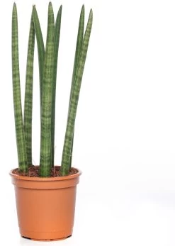 Vrouwentong (Sansevieria Cylindrica 'Straight') D 14 H 45 Cm