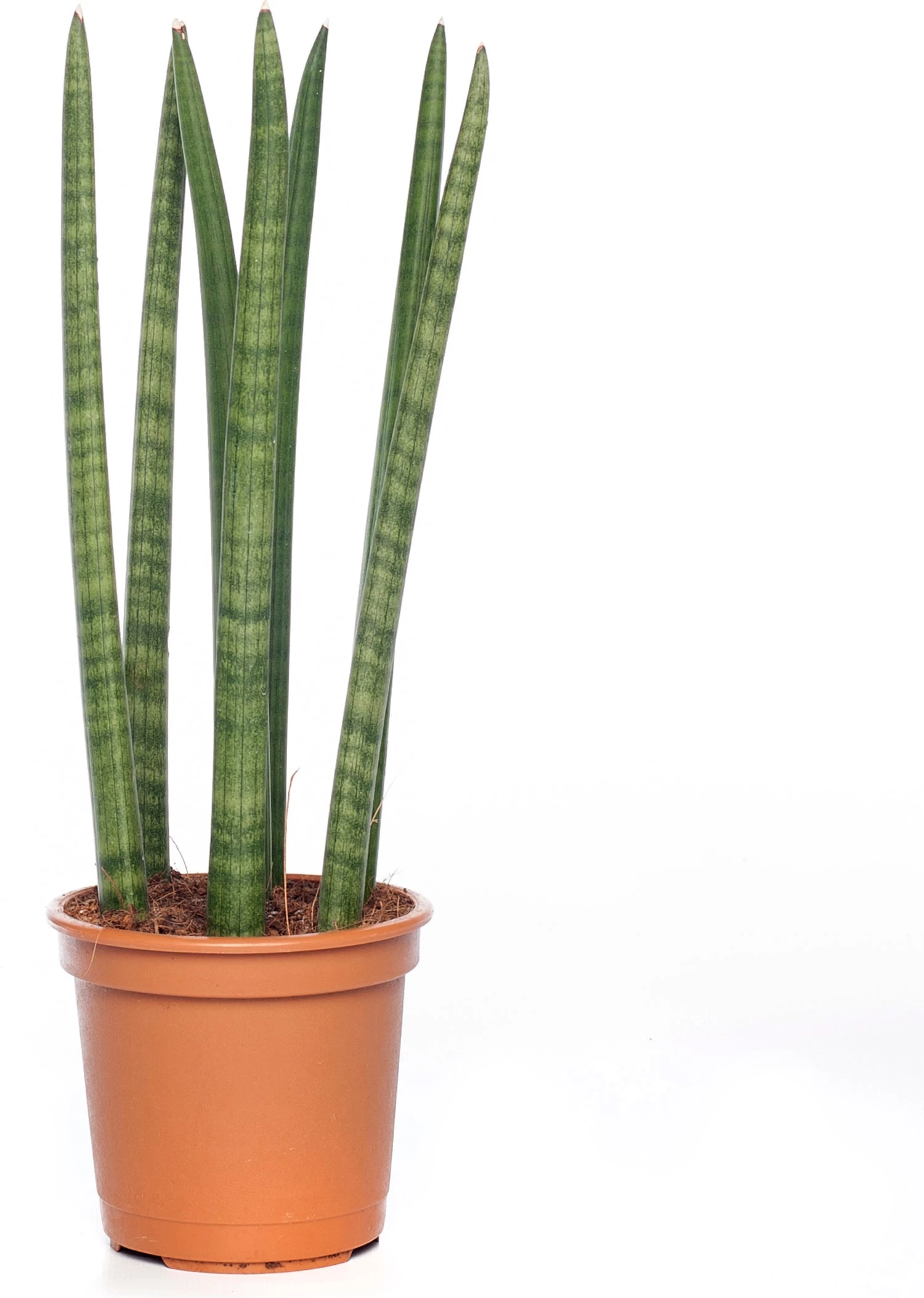 Vrouwentong (Sansevieria Cylindrica 'Straight') D 14 H 45 Cm 1 Vrouwentong (Sansevieria Cylindrica 'Straight') D 14 H 45 Cm