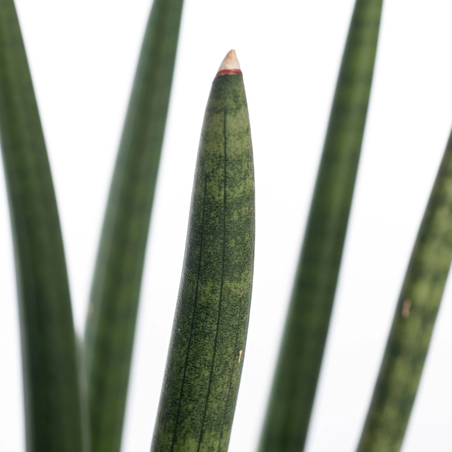 Vrouwentong (Sansevieria Cylindrica 'Straight') D 14 H 45 Cm 2 Vrouwentong (Sansevieria Cylindrica 'Straight') D 14 H 45 Cm - Afbeelding 2