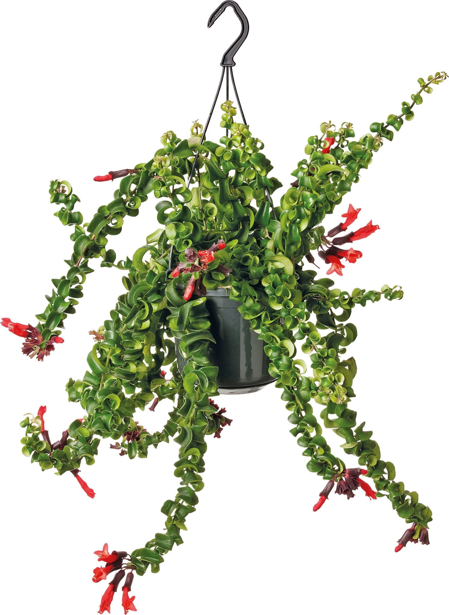 Lippenstiftplant (Aeschynanthus ‘Rasta) D 15 H 30 Cm 1 Lippenstiftplant (Aeschynanthus ‘Rasta) D 15 H 30 Cm