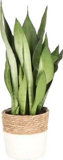 Vrouwentong (Sansevieria Trifasciata 'Moonshine') D 17 H 50 Cm