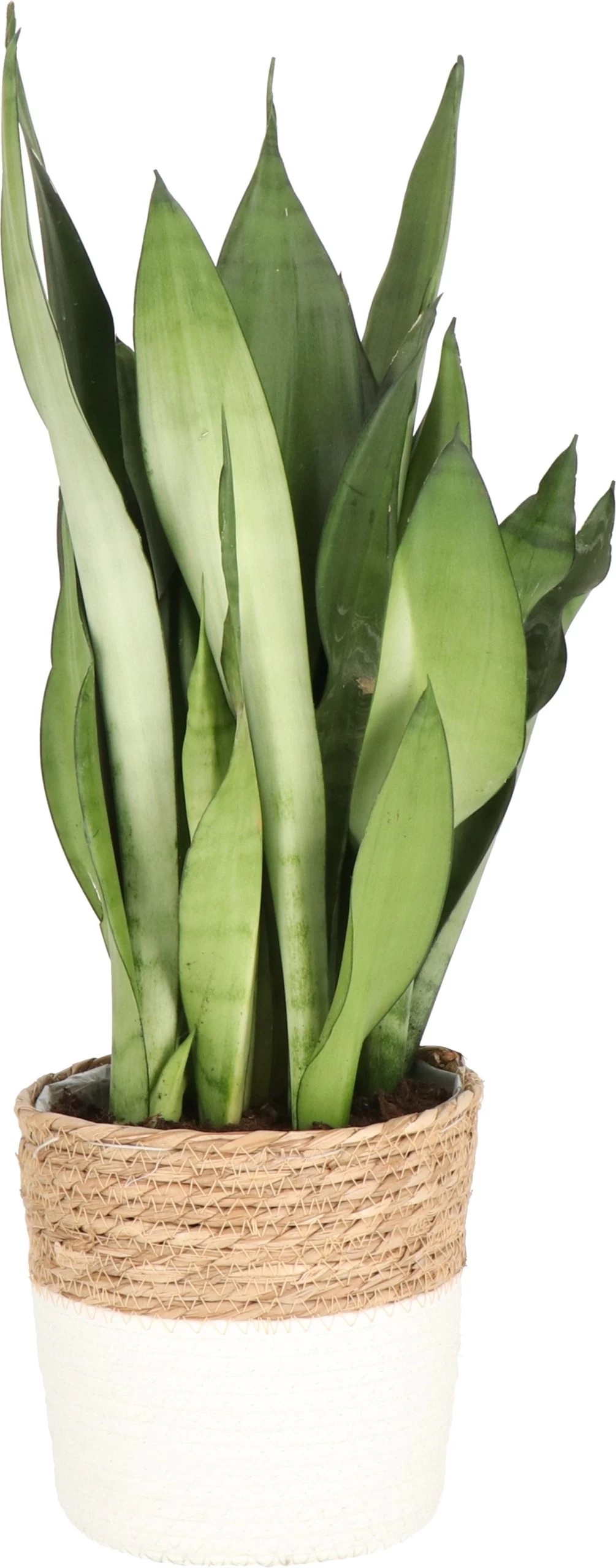Vrouwentong (Sansevieria Trifasciata 'Moonshine') D 17 H 50 Cm 1 Vrouwentong (Sansevieria Trifasciata 'Moonshine') D 17 H 50 Cm