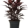 Geluksplant (Cordyline Fruticosa 'Mambo') D 19 H 60 Cm