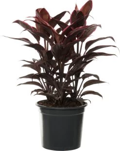 Geluksplant (Cordyline Fruticosa 'Mambo') D 19 H 60 Cm