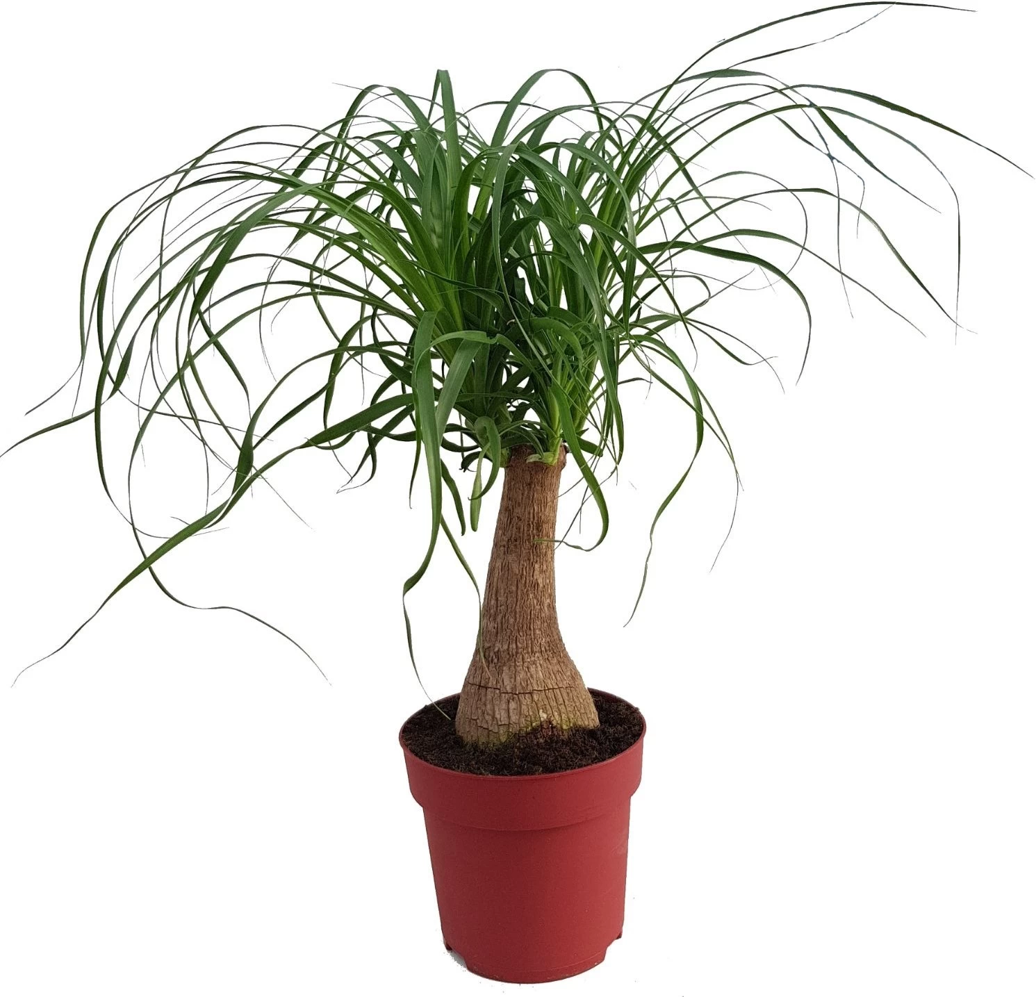 Olifantenpoot (Beaucarnea 'Maya Palm') D 19 H 60 Cm 1 Olifantenpoot (Beaucarnea 'Maya Palm') D 19 H 60 Cm