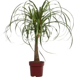 Olifantenpoot (Beaucarnea 'Maya Palm') D 24 H 85 Cm