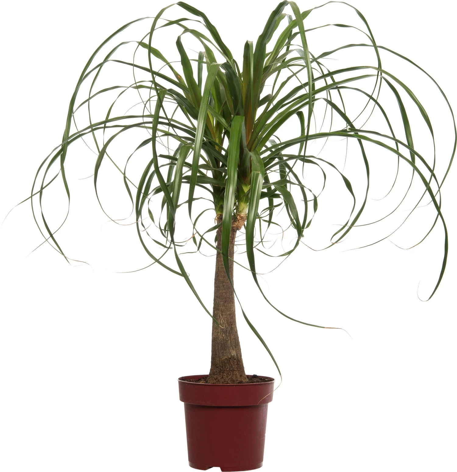 Olifantenpoot (Beaucarnea 'Maya Palm') D 24 H 85 Cm 1 Olifantenpoot (Beaucarnea 'Maya Palm') D 24 H 85 Cm
