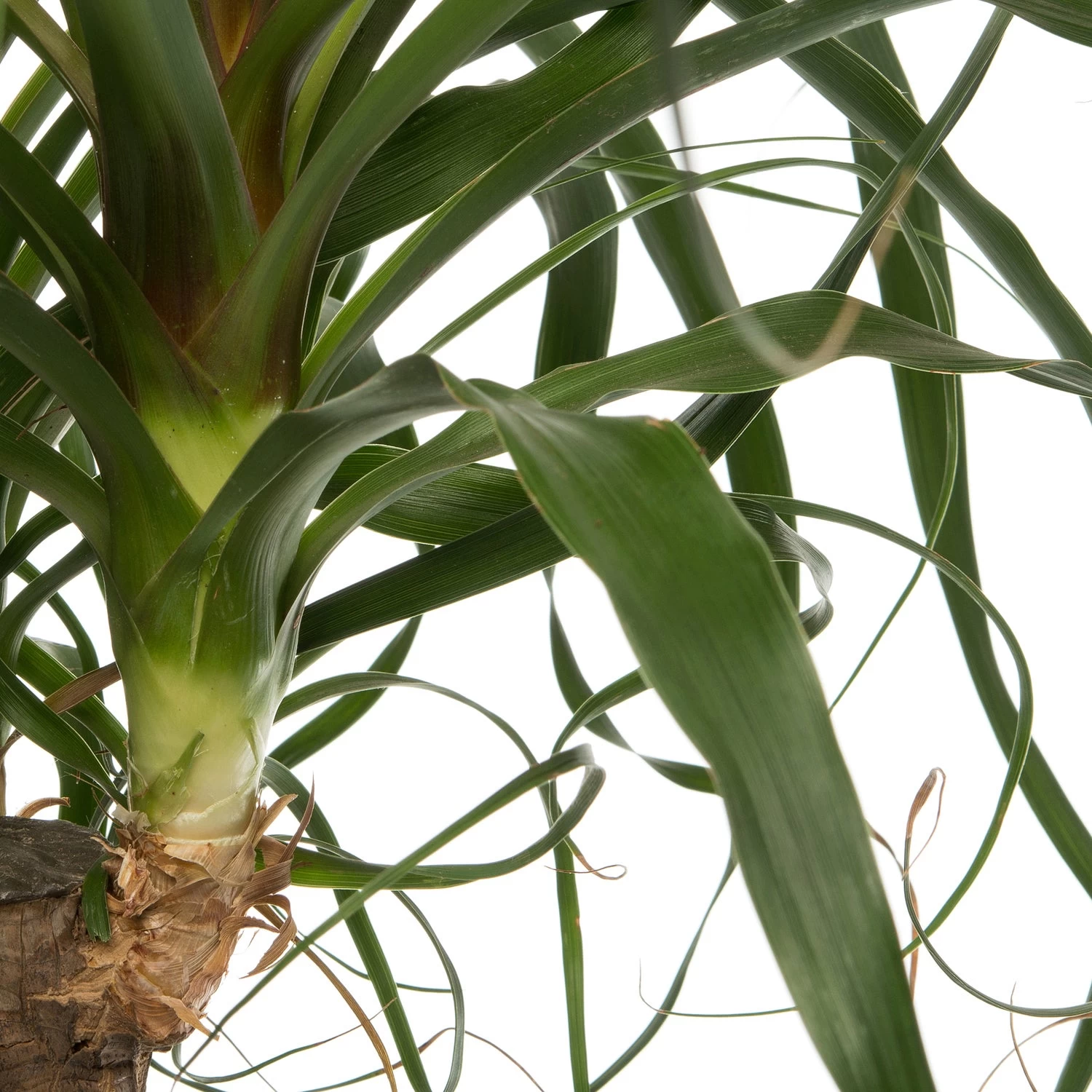 Olifantenpoot (Beaucarnea 'Maya Palm') D 24 H 85 Cm 2 Olifantenpoot (Beaucarnea 'Maya Palm') D 24 H 85 Cm - Afbeelding 2