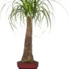 Olifantenpoot (Beaucarnea 'Maya Palm') D 27 H 100 Cm