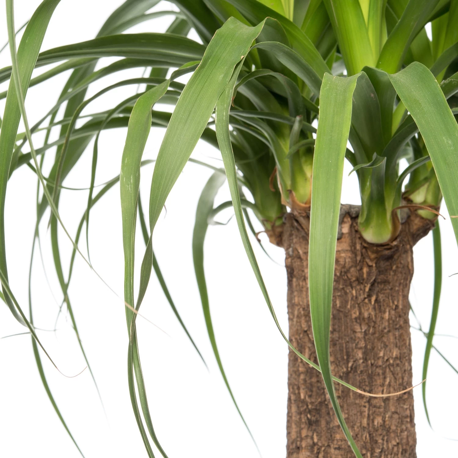 Olifantenpoot (Beaucarnea 'Maya Palm') D 27 H 100 Cm 2 Olifantenpoot (Beaucarnea 'Maya Palm') D 27 H 100 Cm - Afbeelding 2