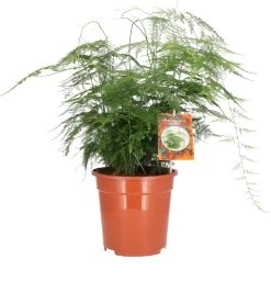 Sierasperge (Asparagus Setaceus) D 21 H 60 Cm