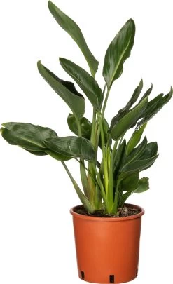 Paradijsvogelbloem (Strelitzia Reginae) D 20 H 90 Cm