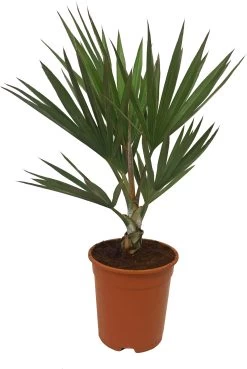 Rode Latanpalm (Latania Lontaroides) D 20 H 80 Cm