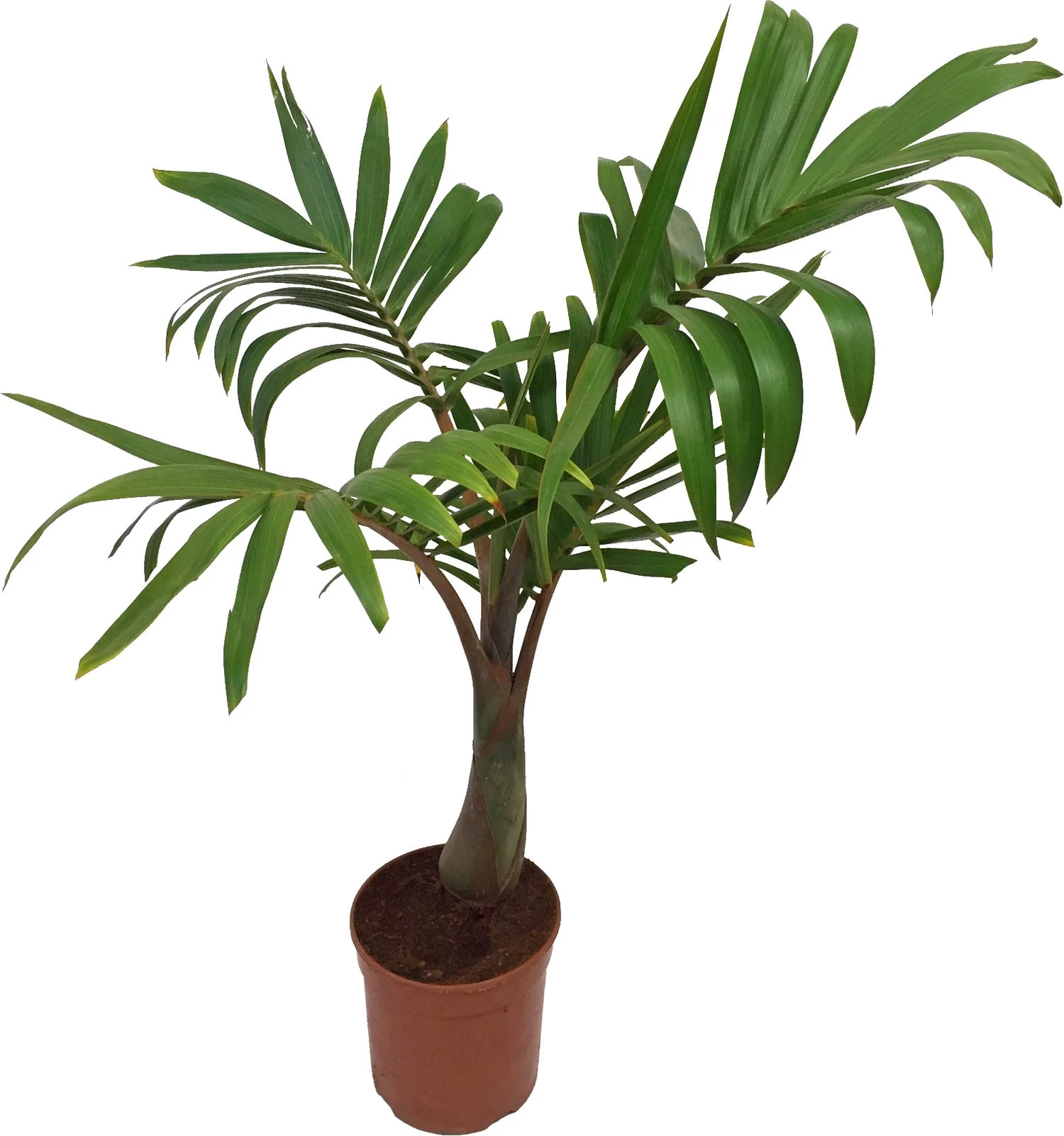 Botella Palm (Mascarena Botella) D 20 H 80 Cm 1 Botella Palm (Mascarena Botella) D 20 H 80 Cm