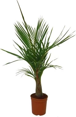Spindelpalm (Mascarena Verschaffelti) D 20 H 80 Cm