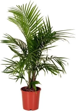 Majestueuze Palm (Ravenea Rivularis) D 20 H 80 Cm