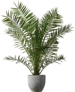 Dwergdadelpalm (Phoenix Roebelenii) D 20 H 40 Cm