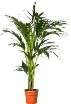 Kentiapalm (Howea Forsteriana) D 20 H 140 Cm