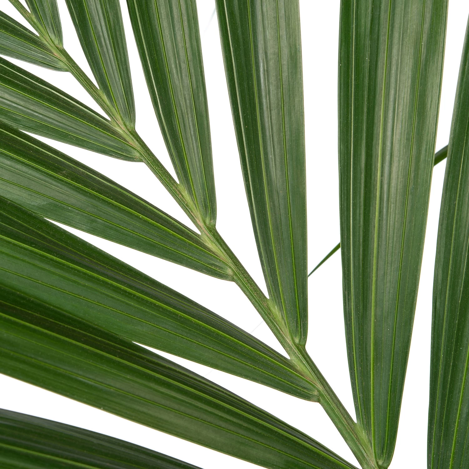 Kentiapalm (Howea Forsteriana) D 20 H 140 Cm 2 Kentiapalm (Howea Forsteriana) D 20 H 140 Cm - Afbeelding 2